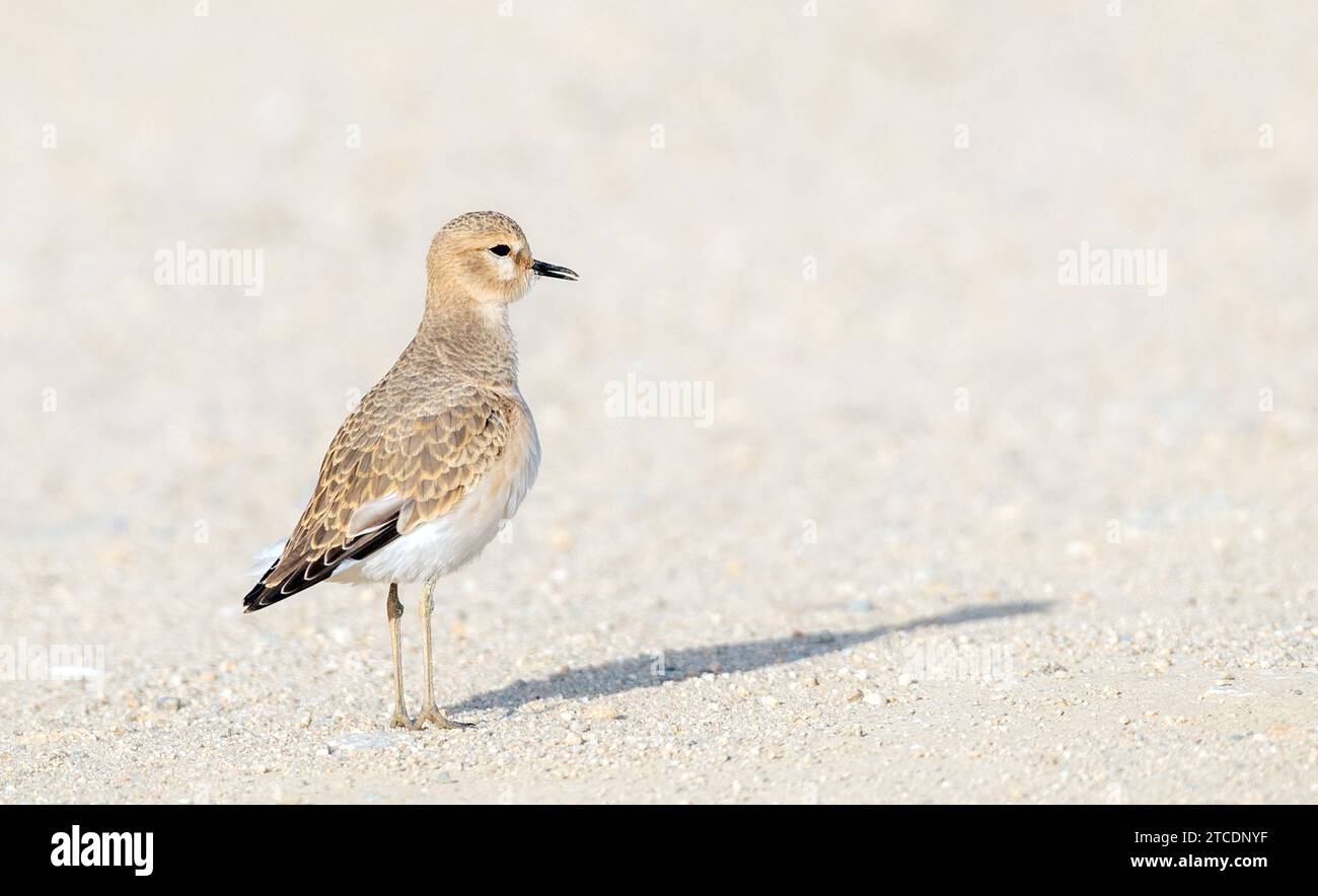 Mountain plover (Charadrius montanus), in piedi a terra e chiamante, USA, California, Carrizo Plain National Monument Foto Stock