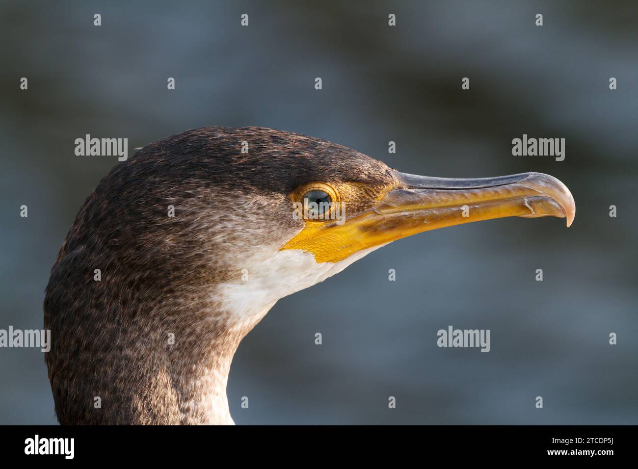 Cormorano giapponese (Phalacrocorax capillatus), ritratto, vista laterale, Giappone, Hokkaido Foto Stock