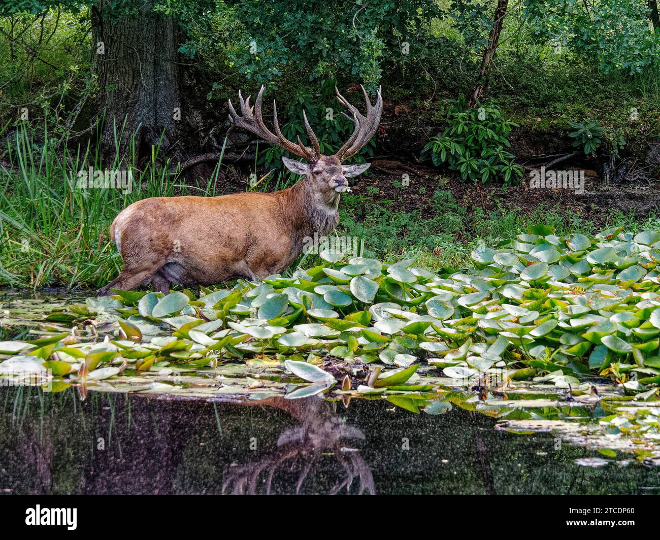 Cervo rosso (Cervus elaphus), cervo in piedi in uno stagno con la lingua che fuoriesce, Paesi Bassi, Gelderland, Parco Nazionale Hoge Veluwe Foto Stock