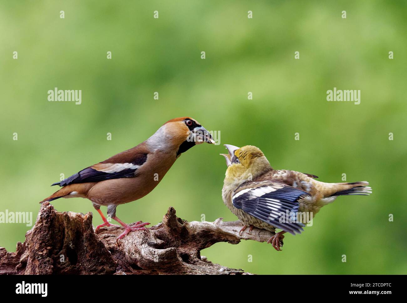 Hawfinch (Coccothraustes coccothraustes), maschio che nutre il suo giovane, visto da Side, Paesi Bassi, Gelderland Foto Stock