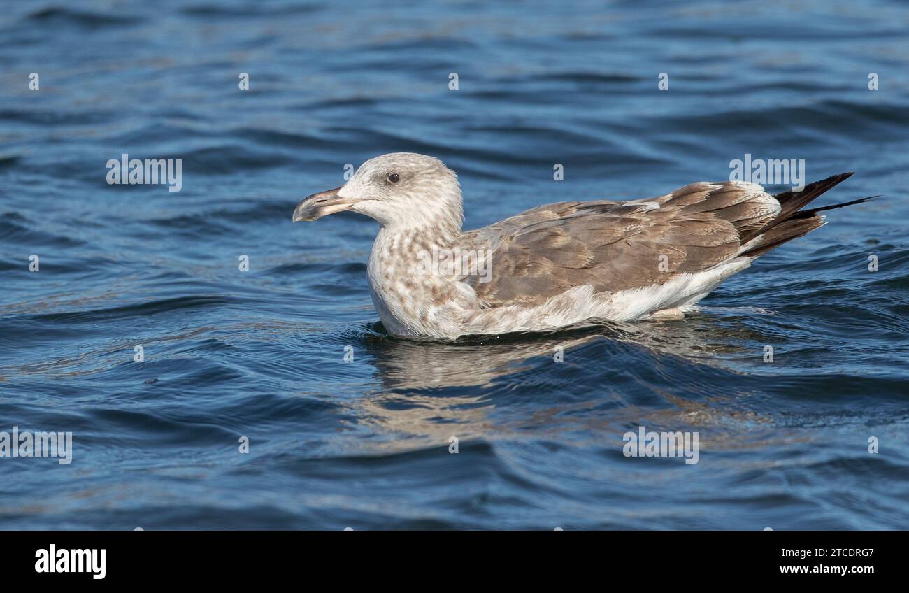 Gabbiano dai piedi gialli (Larus Livens), nuoto immaturo, USA Foto Stock