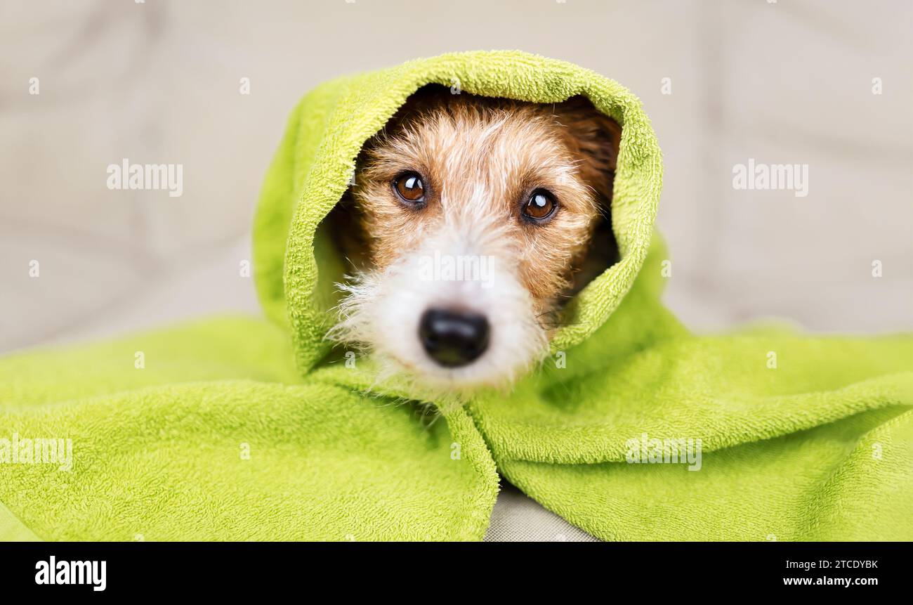Faccia di un simpatico e divertente cucciolo di cane con un asciugamano sulla testa dopo il bagno. Banner per la cura degli animali domestici. Foto Stock
