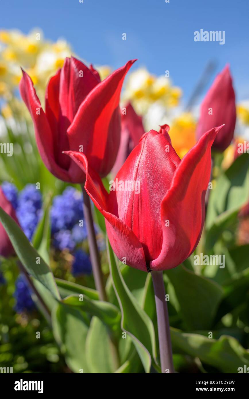 Tulipa Living Love, Tulip Living Love, varietà di fiori rosso scuro/viola Foto Stock