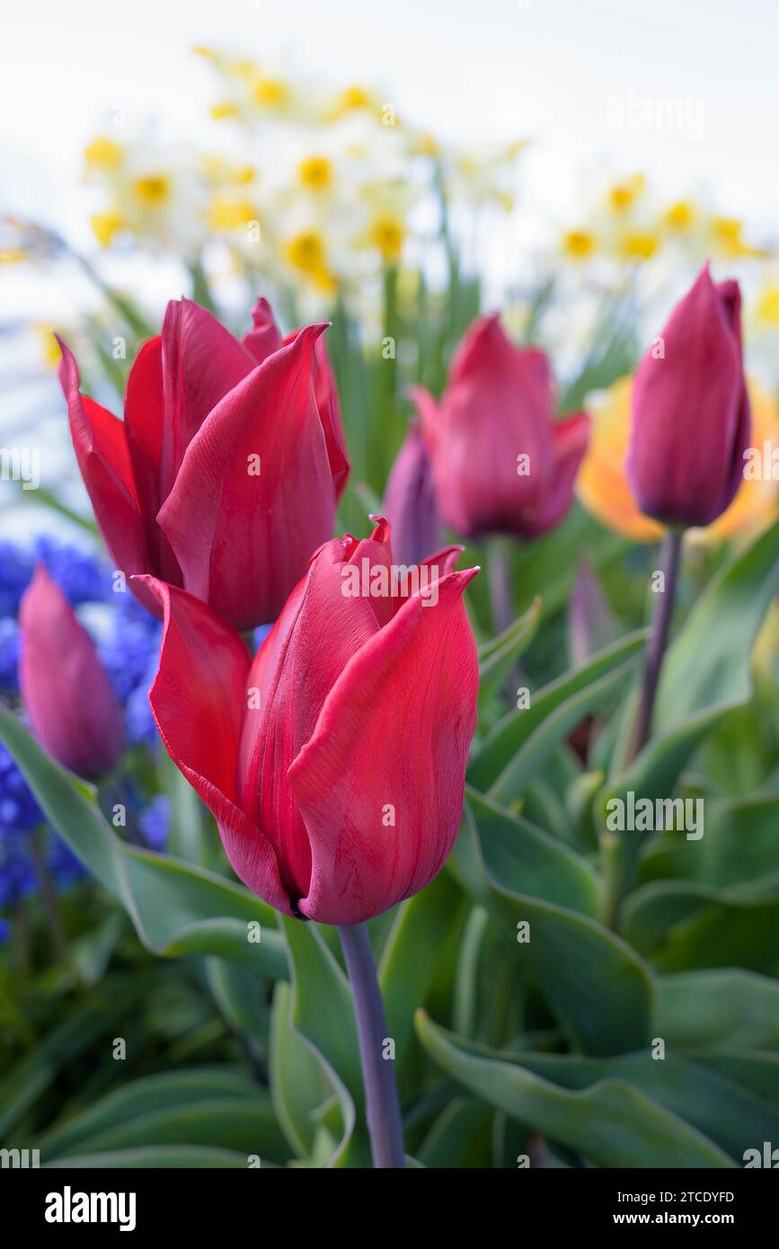 Tulipa Living Love, Tulip Living Love, varietà di fiori rosso scuro/viola Foto Stock