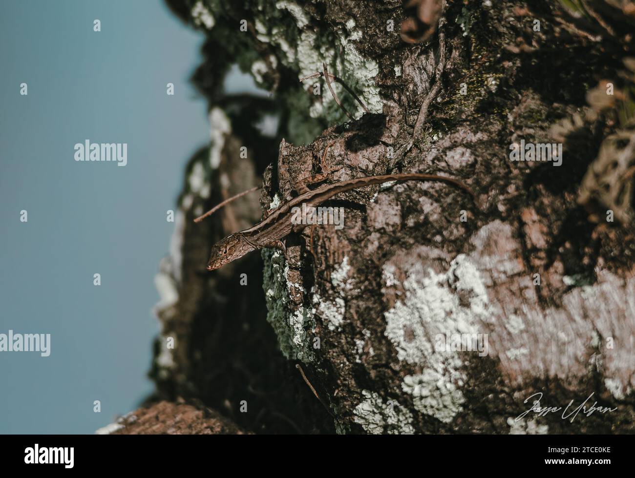 Una lucertola iguana si staglia su una superficie rocciosa liscia e si crogiola all'ombra di un albero sospeso Foto Stock