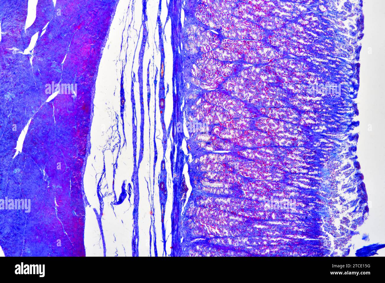 Regione fundica dello stomaco (sezione trasversale) che mostra mucosa, sottomucosa, strato muscolare e ghiandole gastriche. Microscopio ottico X40. Foto Stock