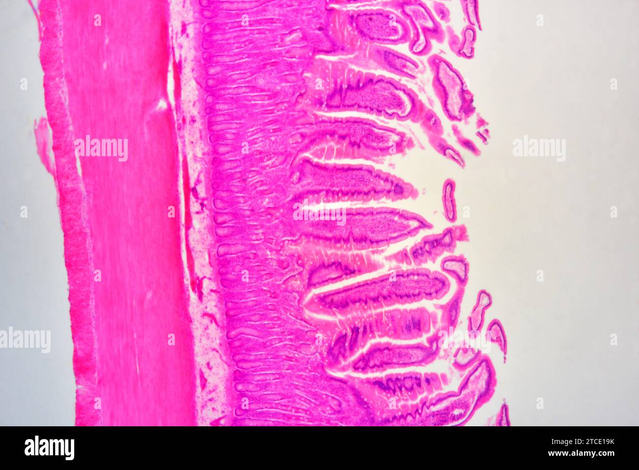 Sezione trasversale dell'intestino tenue con mucosa, sottomucosa, lamina propria, strato muscolare, serosa e ghiandole Brunner. Microscopio ottico X40. Foto Stock