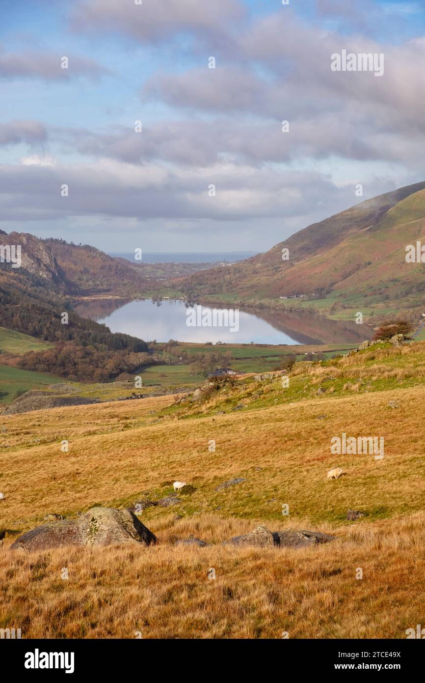 Ammira le calme acque del lago Llyn Cwellyn nel parco nazionale di Snowdonia. Rhyd DDU, Gwynedd, Galles settentrionale, Regno Unito, Gran Bretagna, Europa Foto Stock