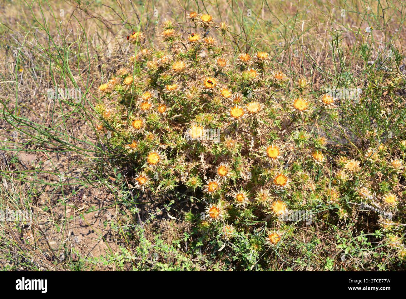 Il cardo lanoso distaff (Carthamus lanatus) è una pianta annuale originaria del bacino del Mediterraneo. Questa foto è stata scattata a Espolla, Girona, Catalogna, Spagna Foto Stock