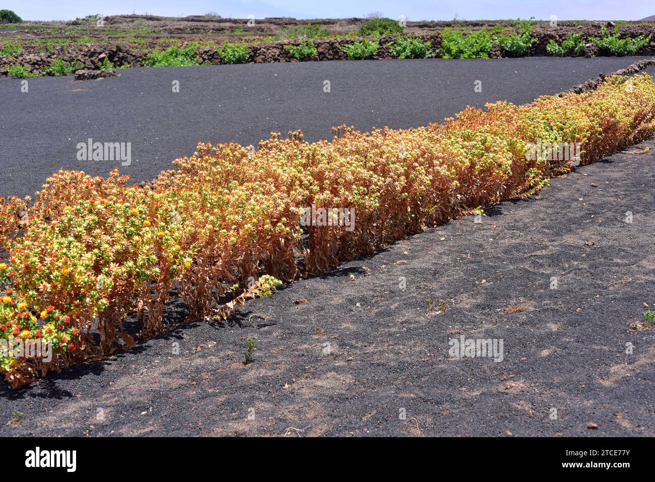 Lo zafflatore (Carthamus tinctorius) è una pianta annuale coltivata per i suoi semi che produce un olio commestibile, è anche usato come colorante alimentare. Ritaglia in Foto Stock
