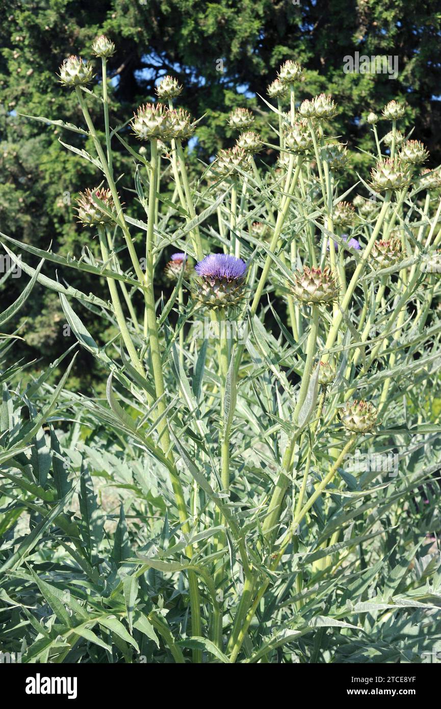 Il cardo (Cynara cardunculus) è una pianta perenne coltivata per i suoi steli e le sue infiammazioni delle foglie commestibili. È originario della regione del Mediterraneo occidentale. Foto Stock