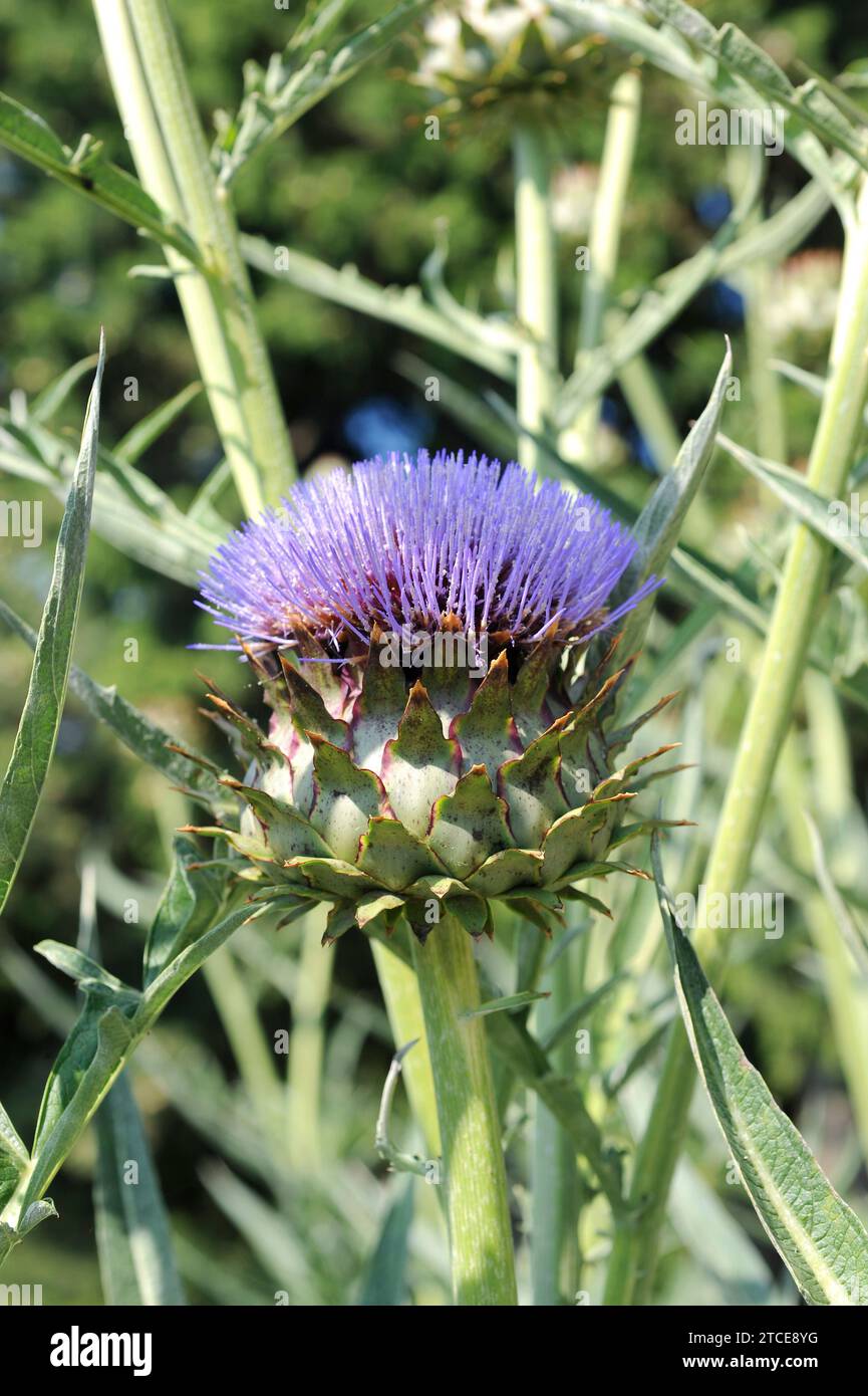Il cardo (Cynara cardunculus) è una pianta perenne coltivata per i suoi steli e le sue infiammazioni delle foglie commestibili. È originario della regione del Mediterraneo occidentale. Foto Stock