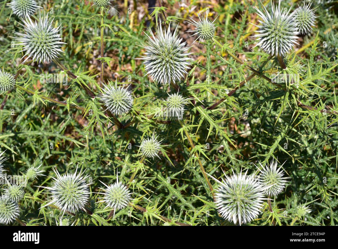 Echinops spinosissimus è una pianta perenne originaria dell'Europa sudorientale e dell'Africa settentrionale. Foto Stock