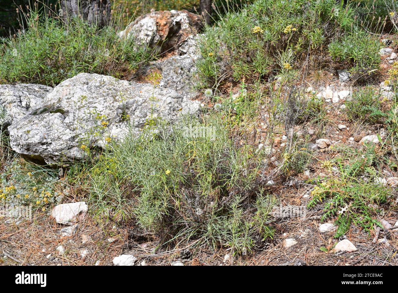 Jersey cudweed (Gnaphalium luteoalbum o Helichrysum luteoalbum) è una pianta biennale medicinale originaria dell'Europa centrale e meridionale, nell'Africa settentrionale Foto Stock