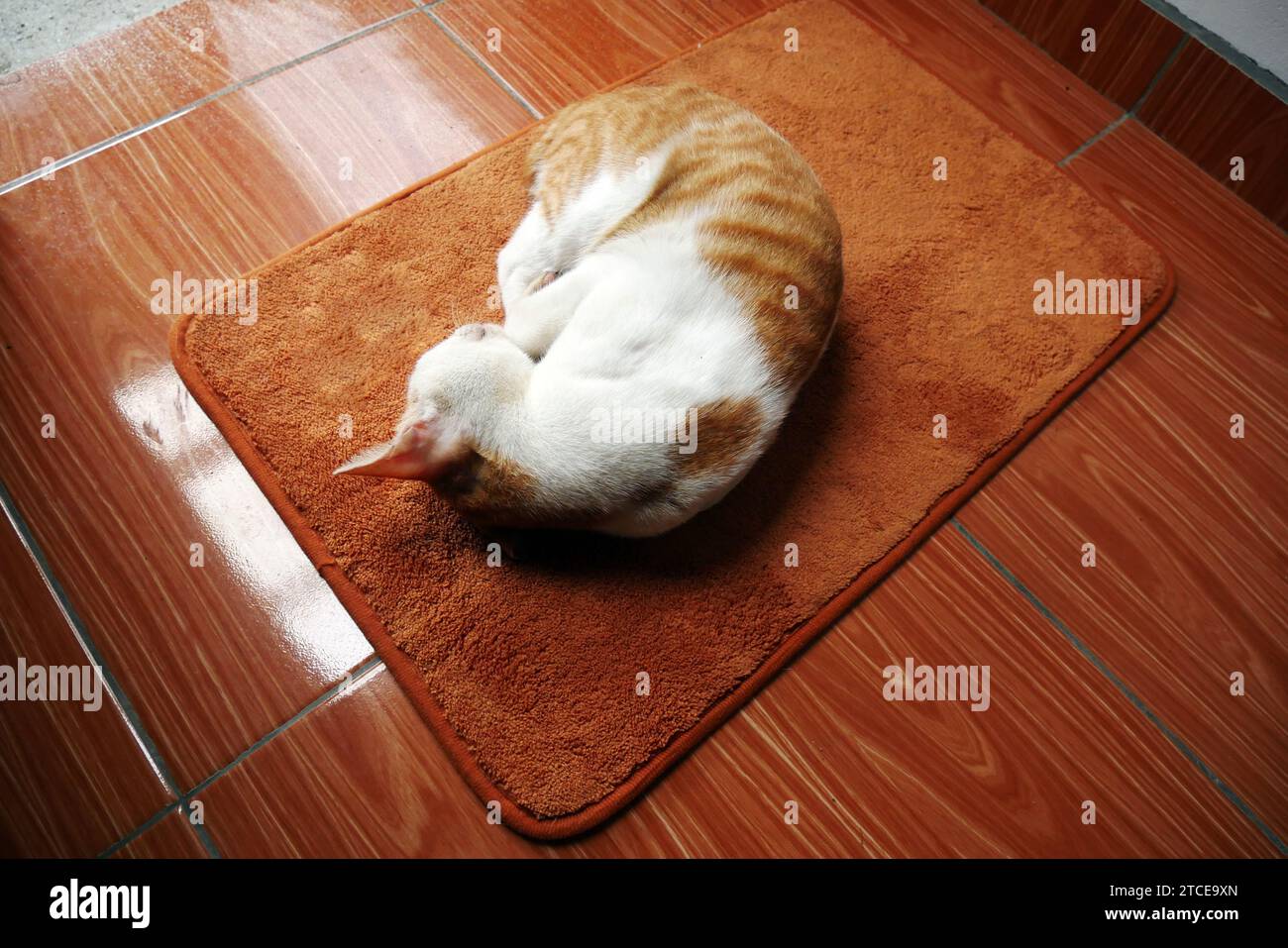 Il gatto domestico sta dormendo su un tappetino per i piedi, il gatto è freddo. Foto Stock