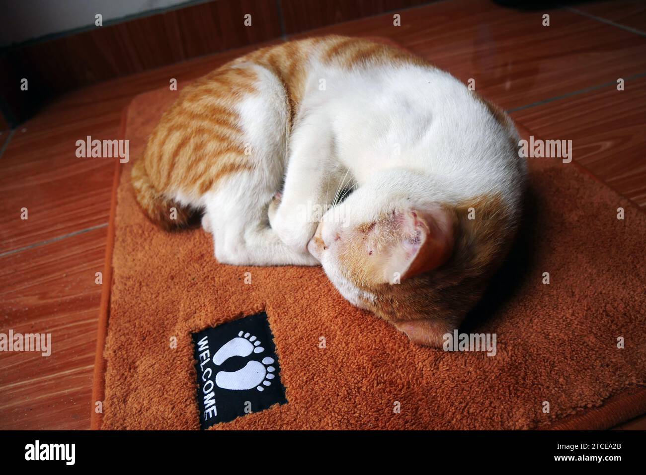 Il gatto domestico sta dormendo su un tappetino per i piedi, il gatto è freddo. Foto Stock