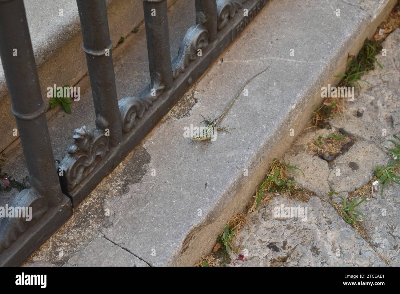 Piccola lucertola maculata verde-nera sulla sporgenza di pietra accanto a una recinzione in ghisa Foto Stock