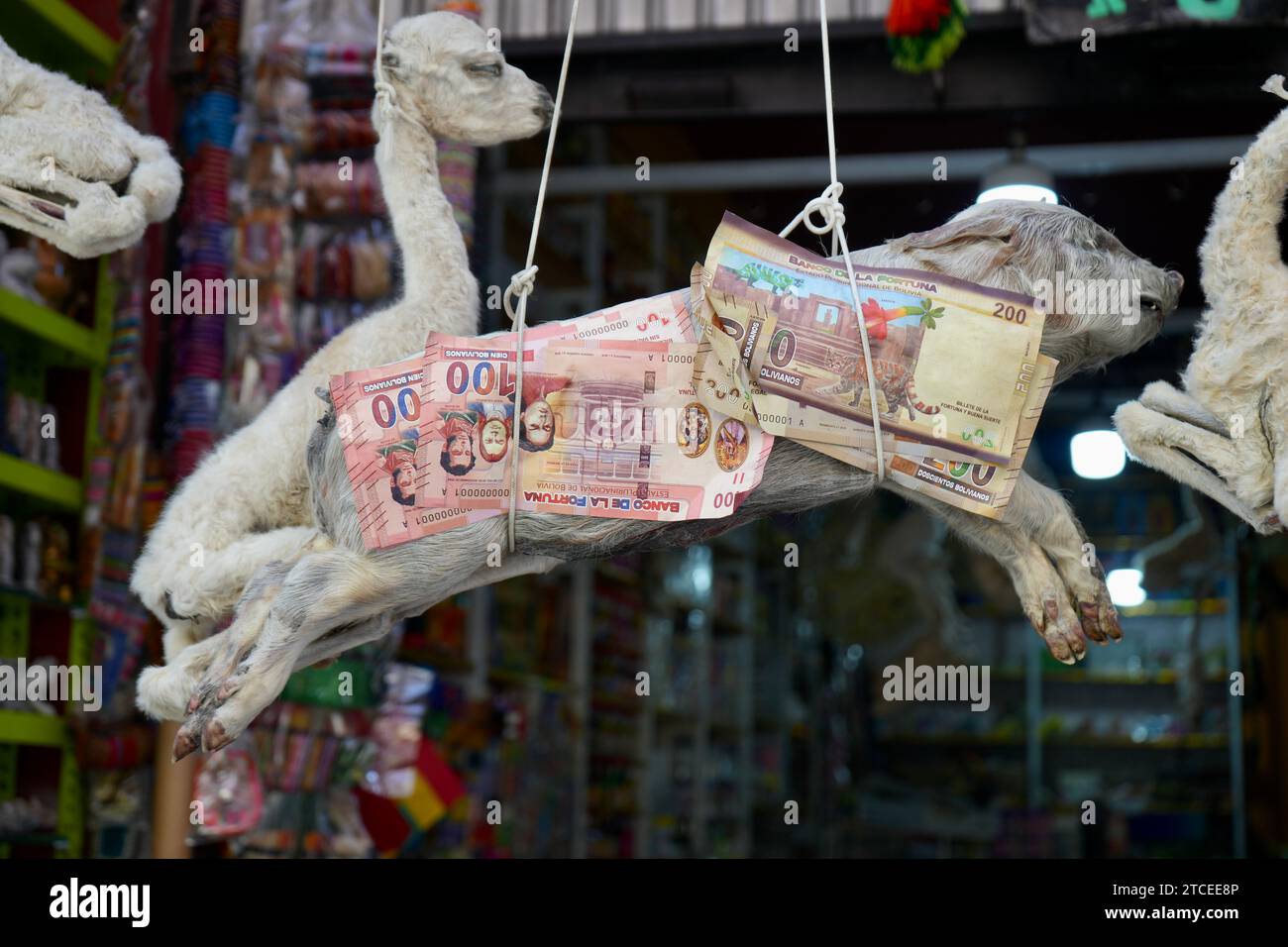 Llama e feto di maiale essiccati confezionati in banconote in vendita al mercato delle streghe. Sepolto sotto nuovi edifici per buona fortuna. La Paz, Bolivia. Foto Stock