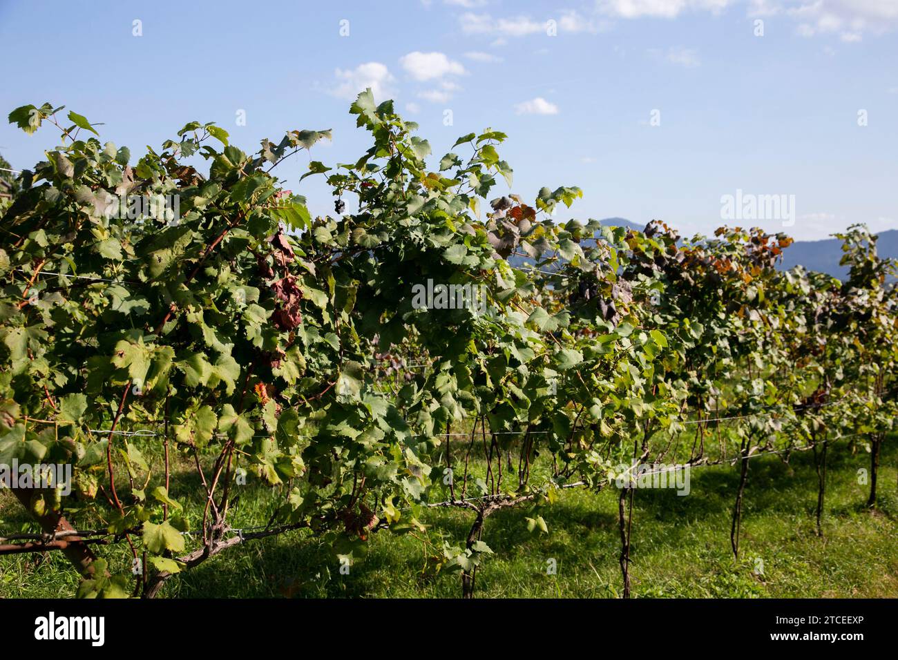 Vigneti giapponesi di un'azienda vinicola ad Amanohashidate a Miyazu, nel nord di Kyoto, in Giappone. Foto Stock