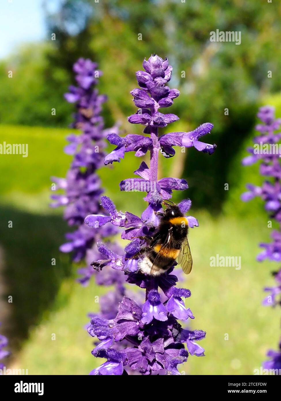 Macro arancio e nero bumblebee (Bombus terrestris) che si nutrono di fiori di salvia blu Foto Stock