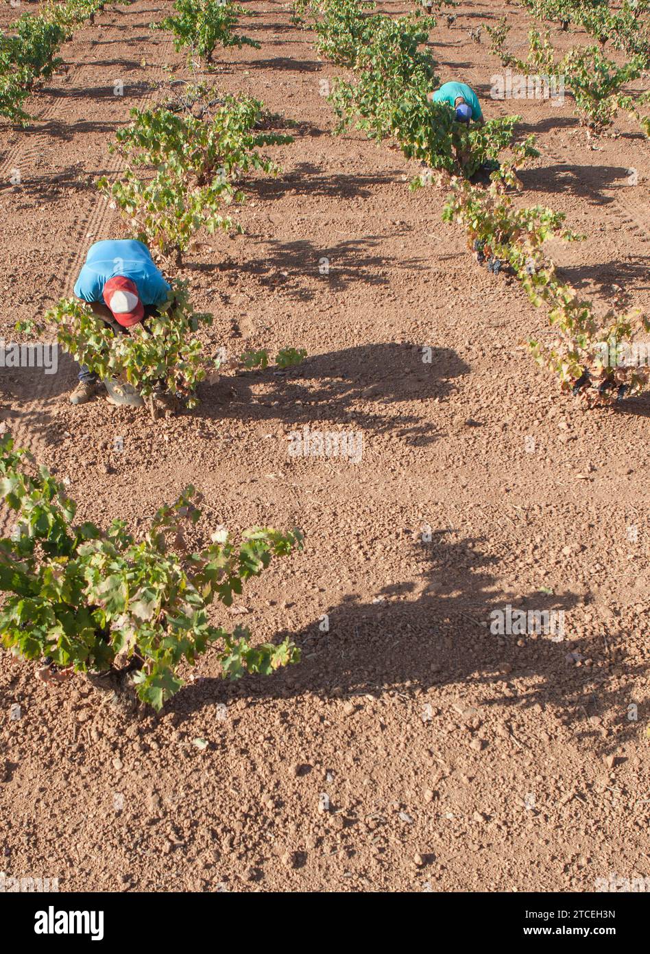 Raccoglitori di uva che lavorano accovacciati durante la stagione della vendemmia. Viti in linea Foto Stock