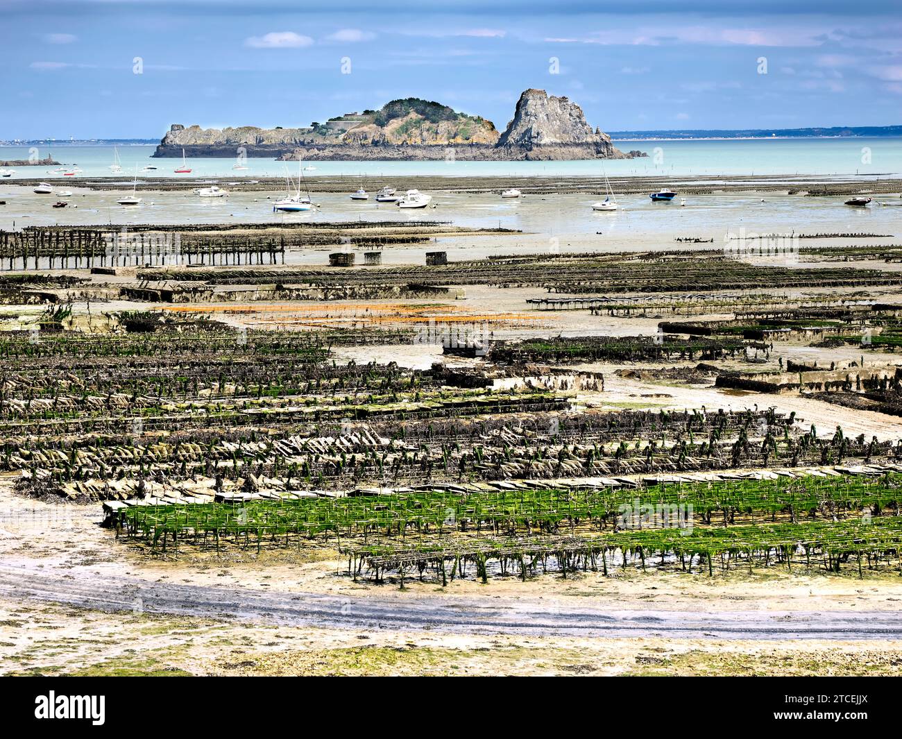 Allevamento di ostriche in bassa marea a Cancale, un comune del dipartimento di Ille-et-Vilaine in Bretagna, nel nord-ovest della Francia. Foto Stock