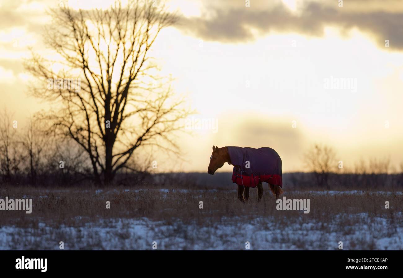 Clydesdale è un cavallo che si erge in un prato autunnale al tramonto Foto Stock