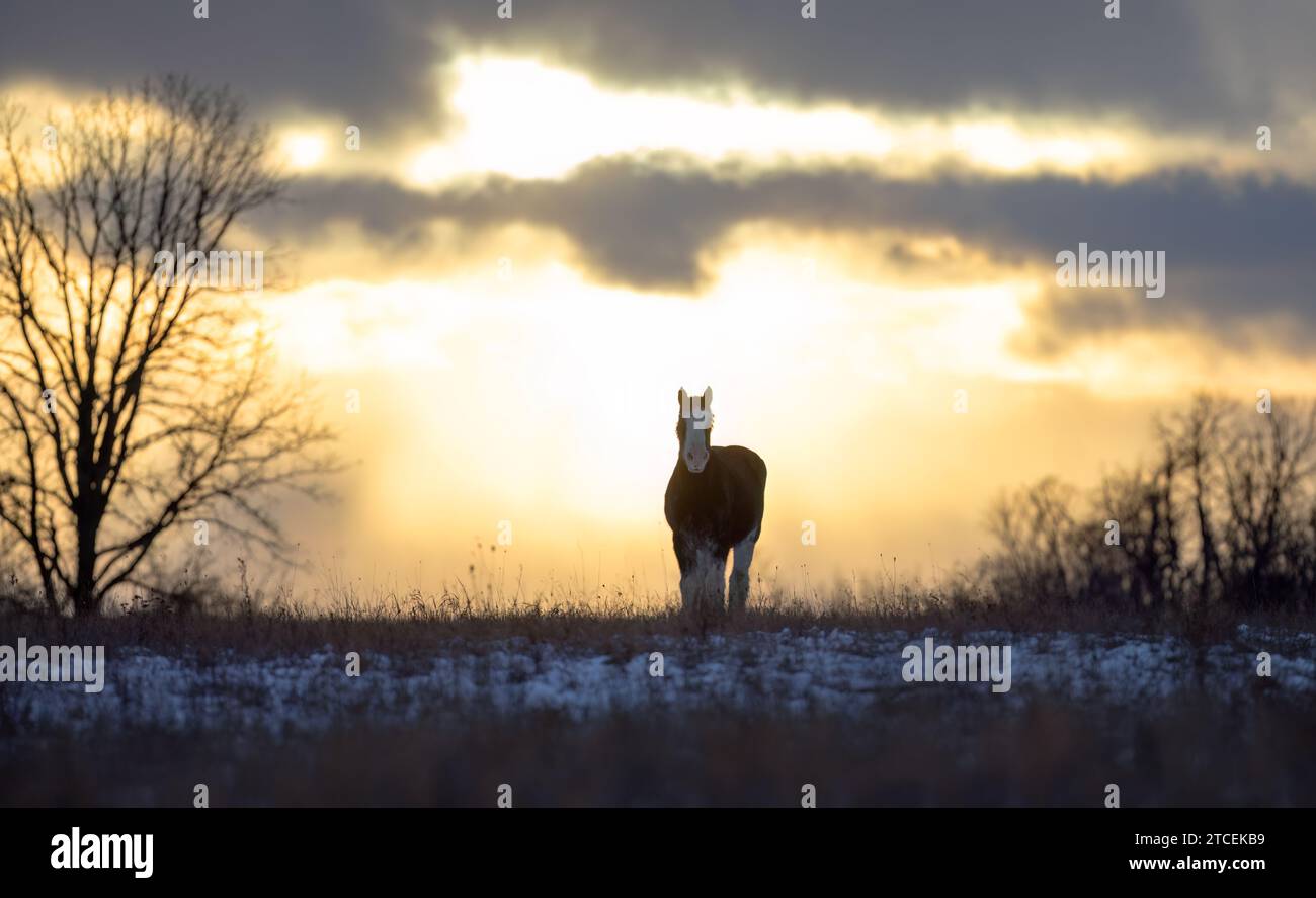 Clydesdale è un cavallo che si erge in un prato autunnale al tramonto Foto Stock