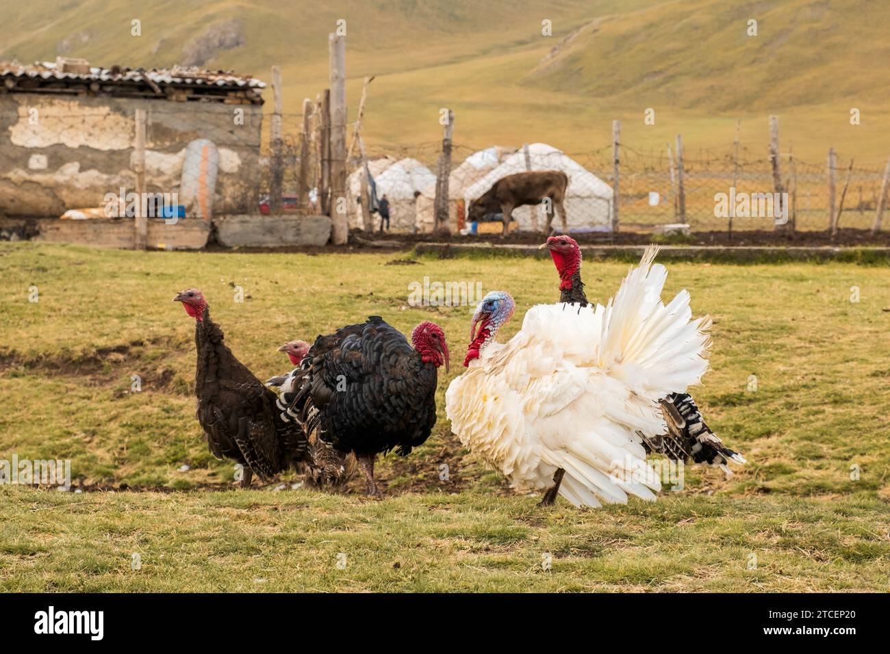 Tacchini bellissimi e importanti al pascolo libero in una piccola fattoria sulle montagne del Kirghizistan Foto Stock