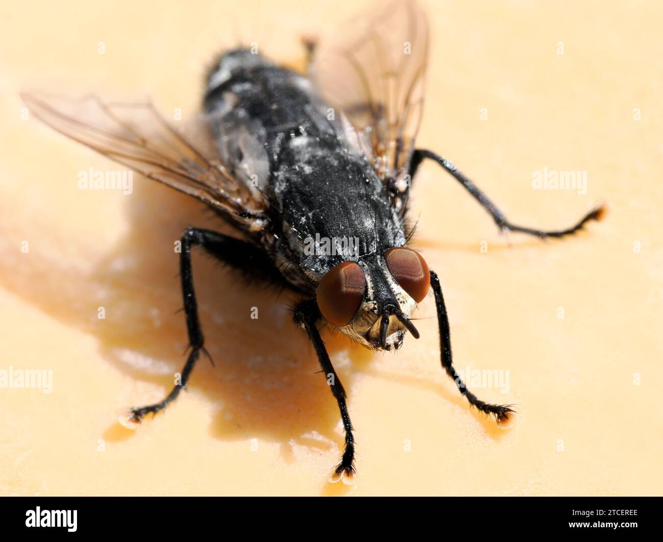 Macro di una mosca a terra con occhi rossi i cui punti oculari possono essere chiaramente visibili Foto Stock