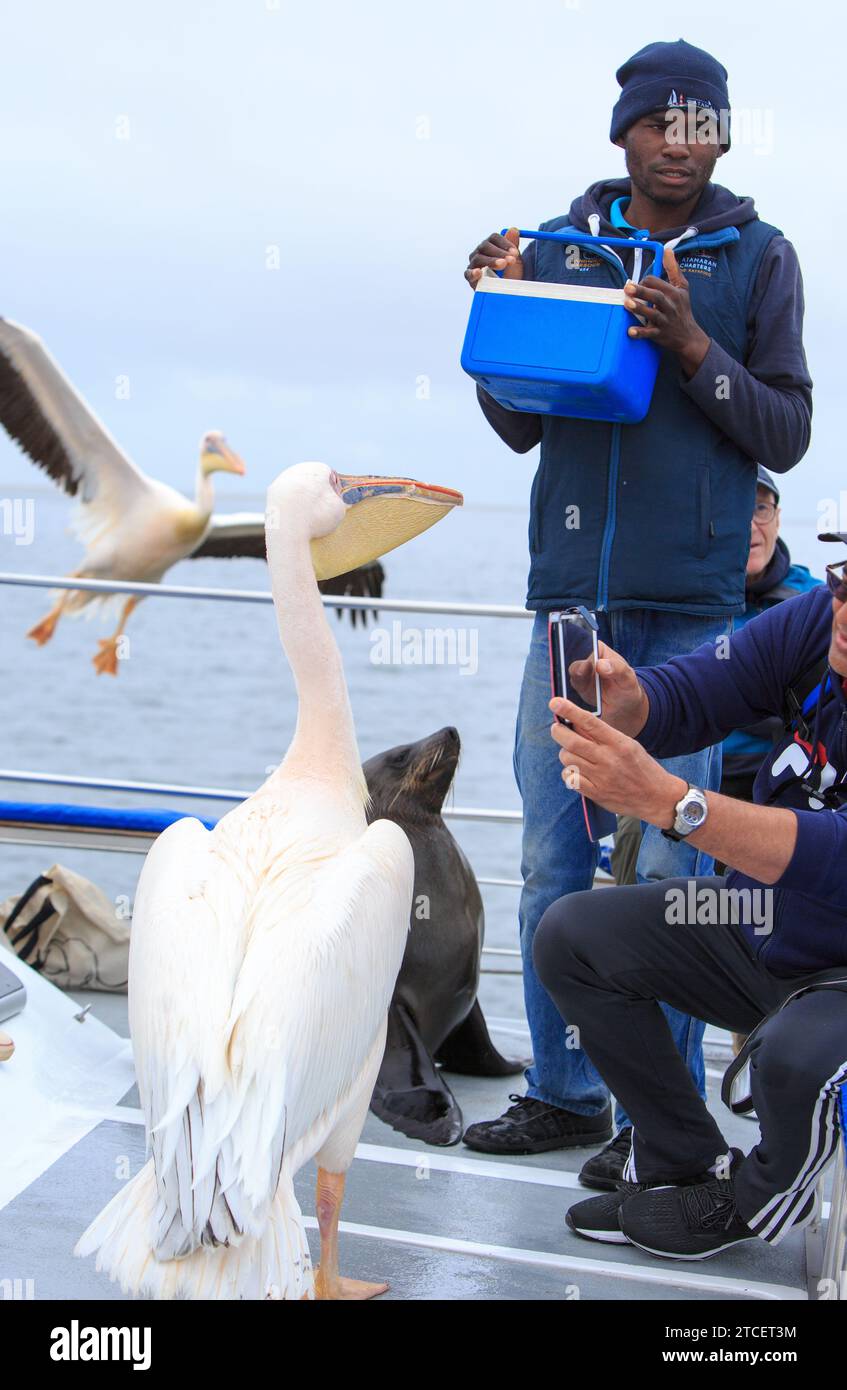 Crociera con i delfini, Walvis Bay Namibia 15-11-23. Una guida africana locale dà da mangiare ai pellicani selvatici e una foca a bordo di una gita in barca per vedere la fauna locale Foto Stock