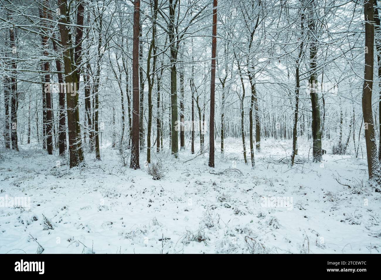 Foresta decidua ricoperta di neve, foto con spazio per testo, giorno invernale di dicembre Foto Stock
