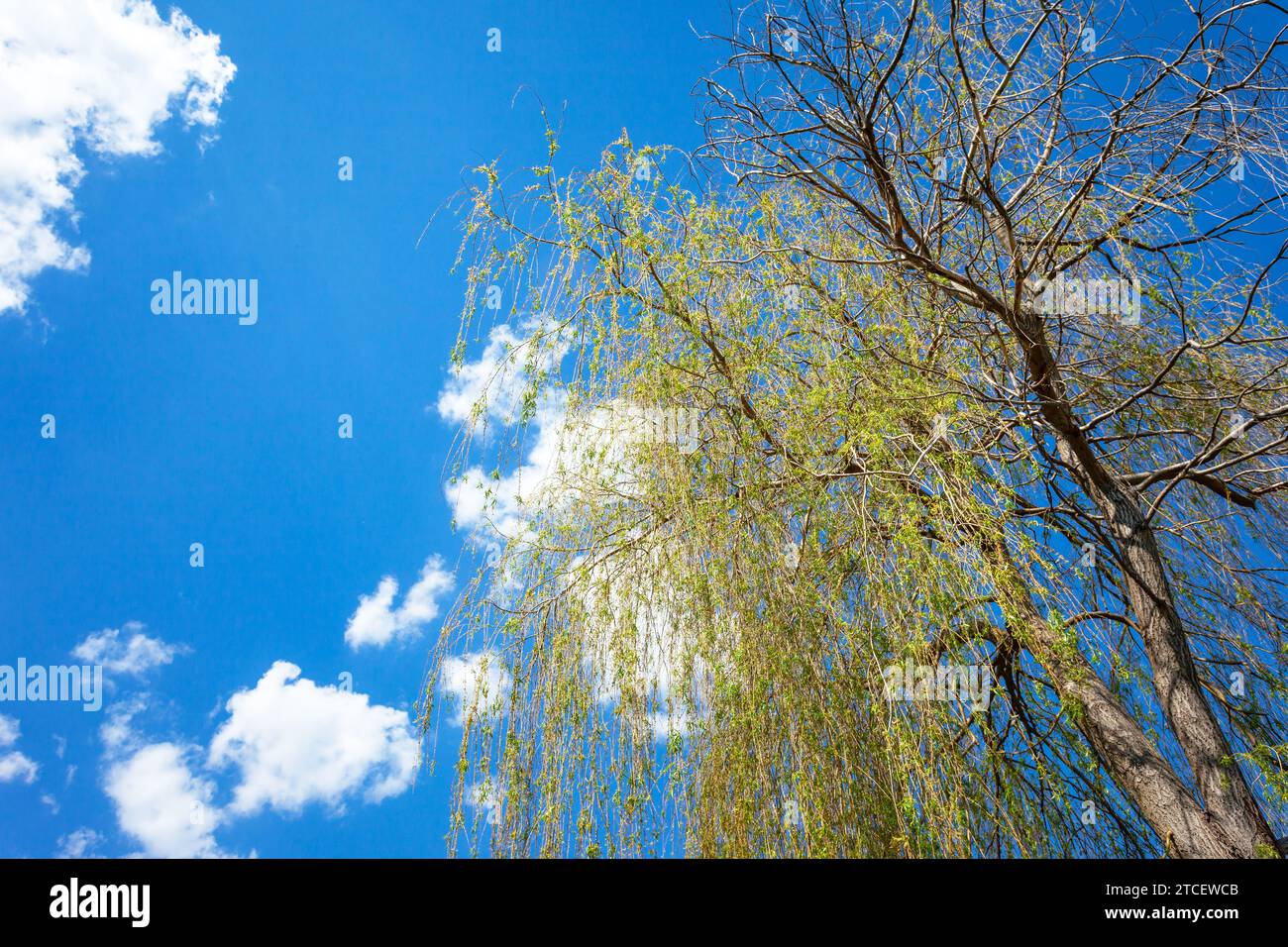 Corona di un grande albero di salice contro un cielo blu con nuvole bianche con spazio per il testo, vista del giorno primaverile Foto Stock