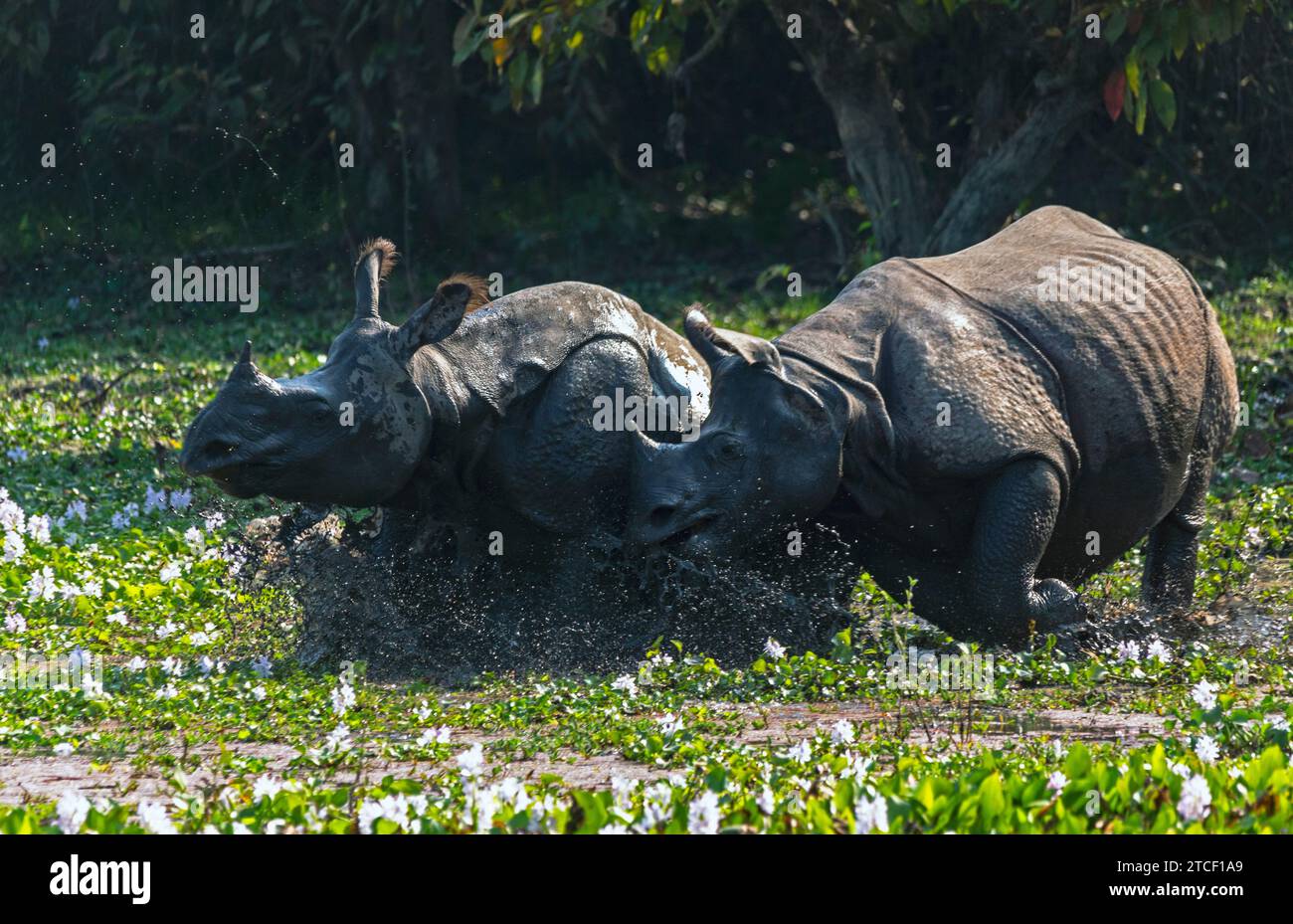 Rhino Rumble: Due potenti rinoceronti indiani maschi, uno con corna, combattono per ottenere il controllo del territorio. Foto Stock