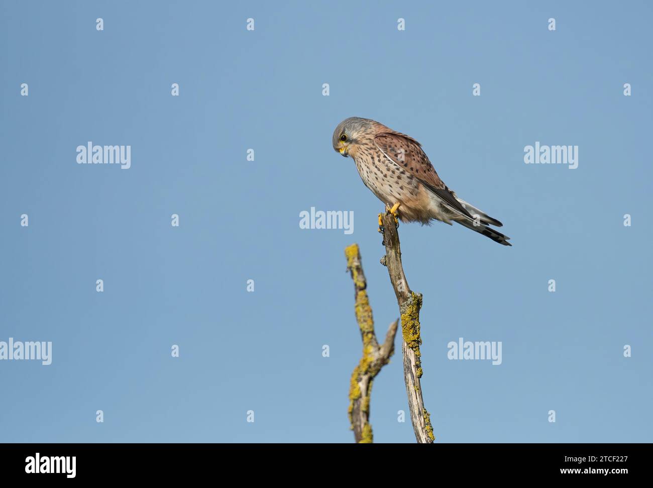 Gheppio comune maschile (Falco tinnunculus) arroccato su un albero morto Foto Stock