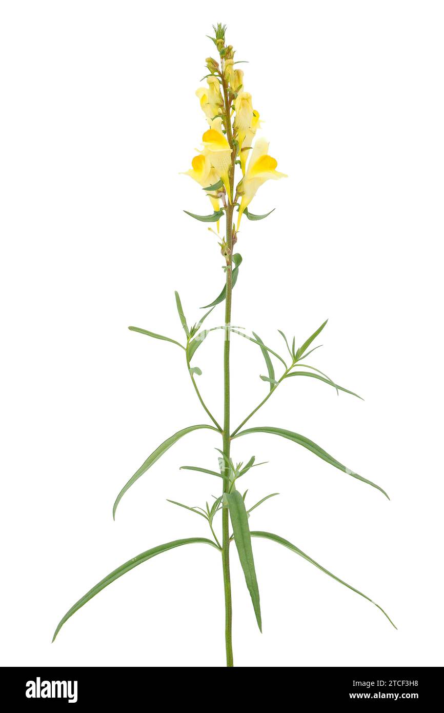 Pianta comune di toadflax isolata su fondo bianco, Linaria vulgaris Foto Stock