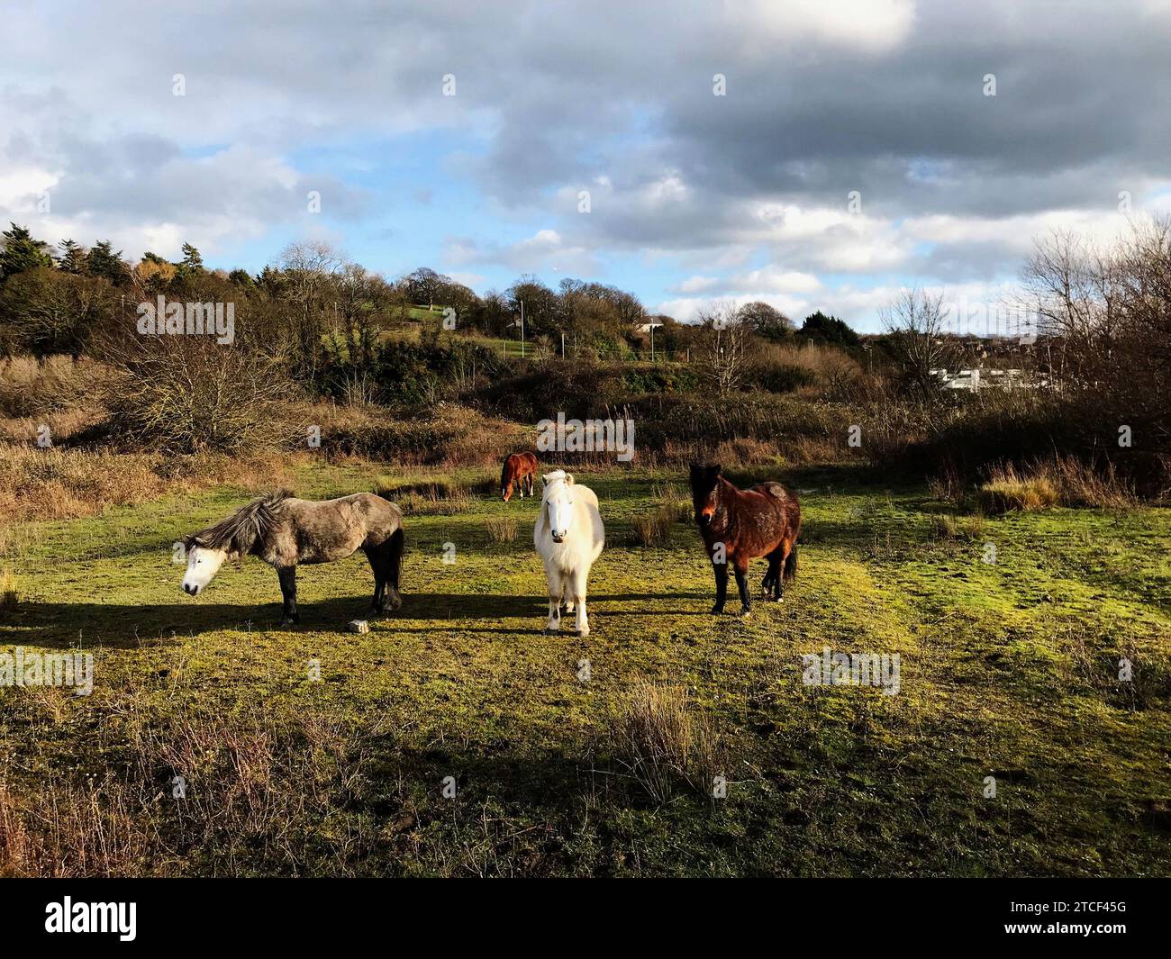 Quattro pony Carneddau, sono una razza di piccoli pony di montagna gallesi, presenti nelle montagne Carneddau nel Galles settentrionale, in Snowdonia, cavalli selvatici Foto Stock