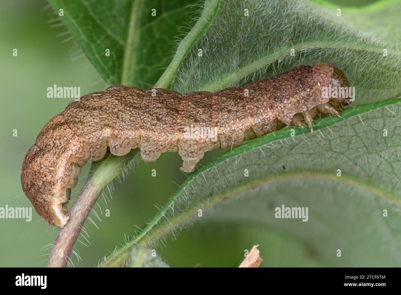 Forma marrone delle sfumature angolari Moth caterpillar (Phlogophora meticulosa). Tipperary, Irlanda Foto Stock
