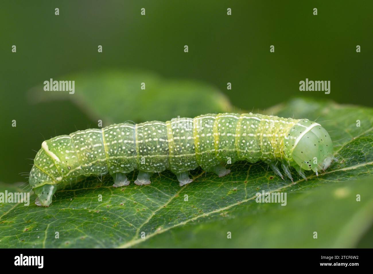 Falena Quaker comune caterpillar (Orthosia cerasi). Tipperary, Irlanda Foto Stock