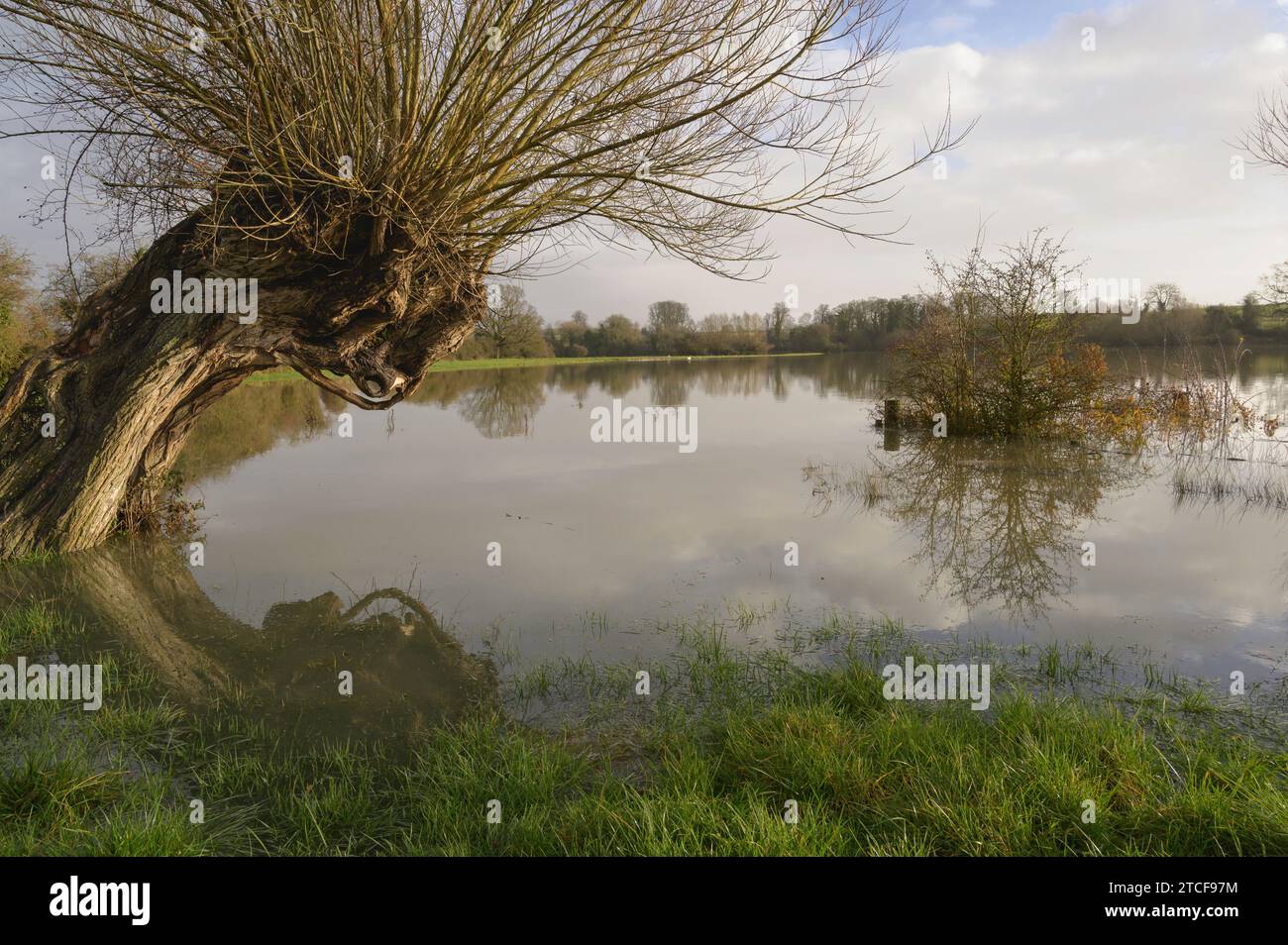 Willow Tree nel campo Inondato Valle Cherwell Oxfordshire England Regno Unito Foto Stock