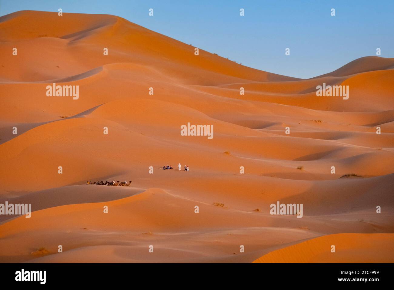 Turisti occidentali e cammelli dromedari nelle dune di sabbia di Erg Chebbi, deserto del Sahara vicino a Merzouga, Drâa-Tafilalet, Errachidia, Marocco Foto Stock