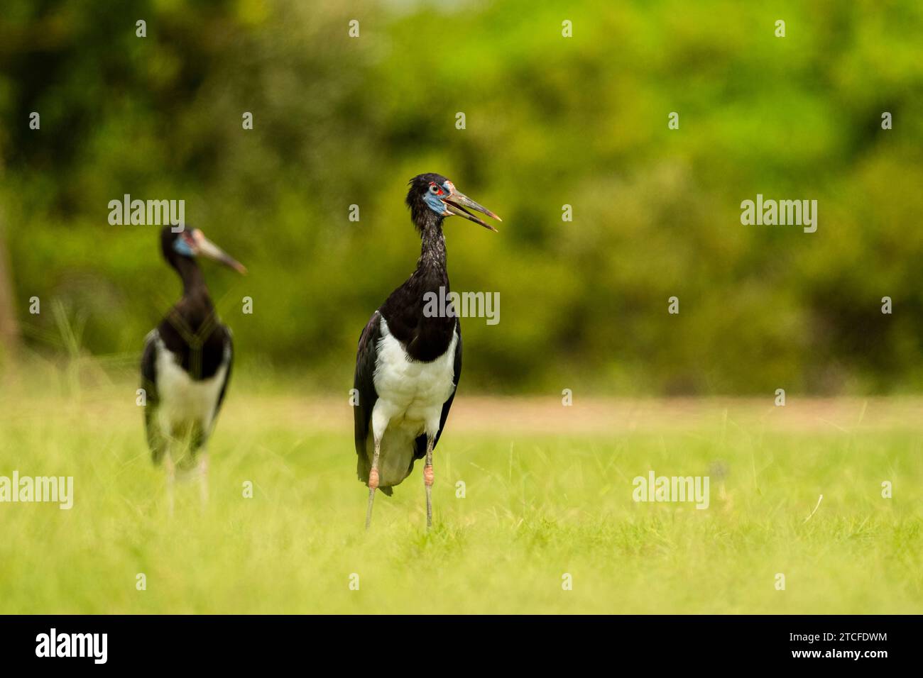 Abdim's Stork, Ciconia abdimii. Arabia Saudita Foto Stock