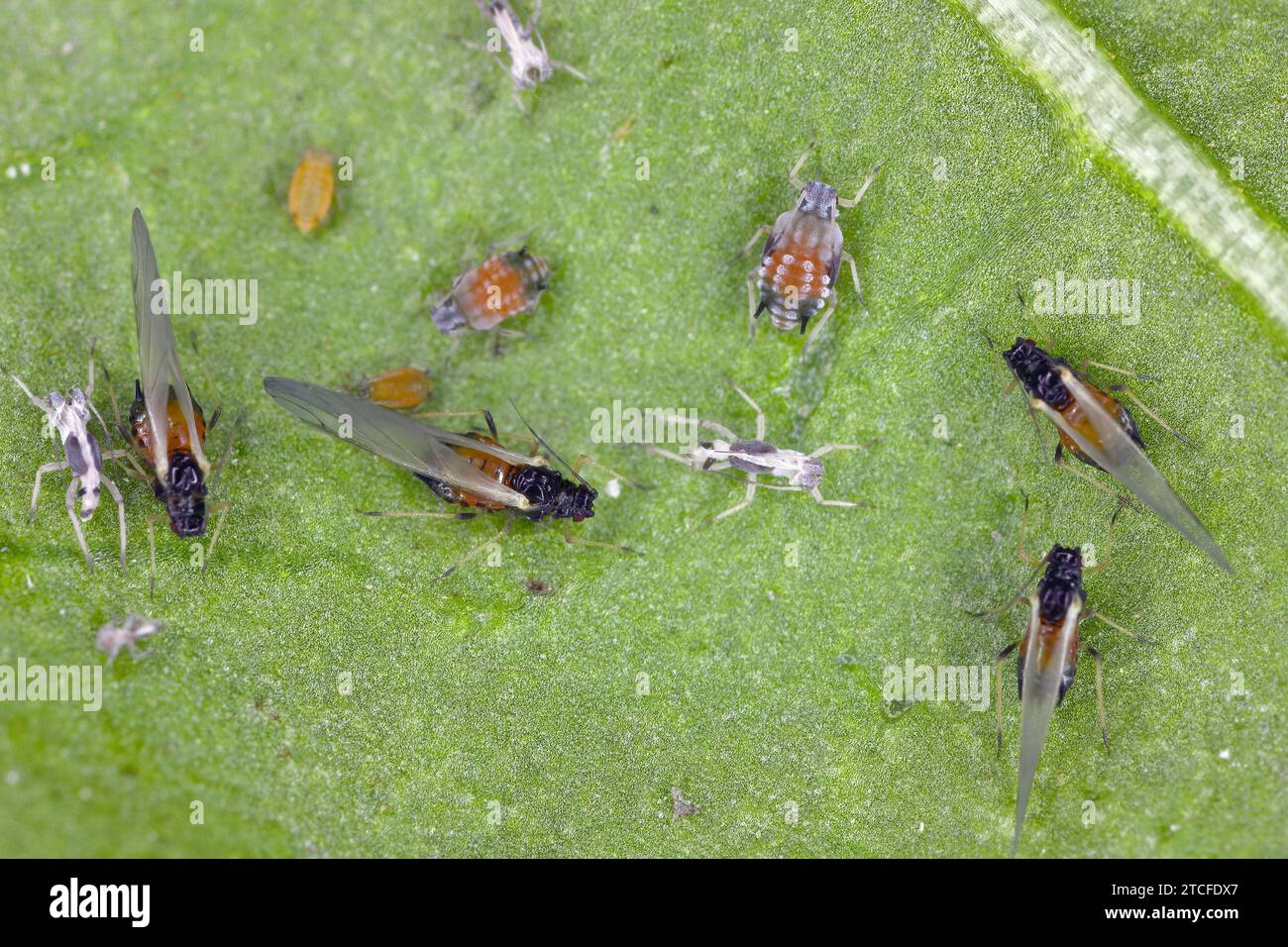 Colonia di fido di cotone (chiamato anche afido di melone e afido di cotone) - Aphis gossypii su una foglia di peperoni del giardino. Foto Stock