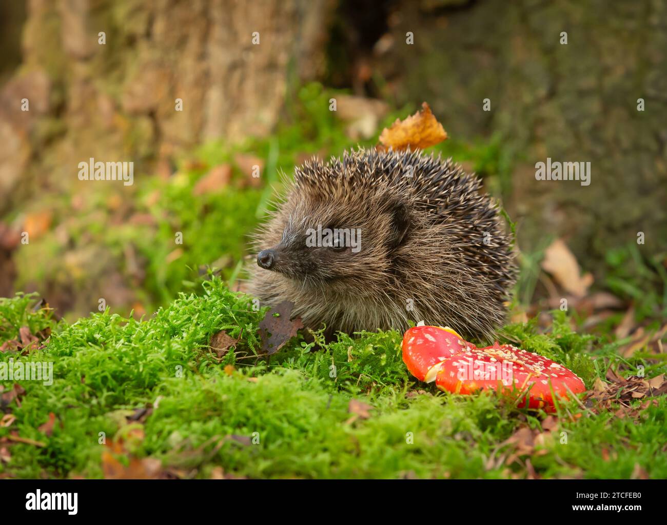 Hedgehog nel bosco, di fronte a sinistra sul muschio verde, preso da un nascondiglio di fauna selvatica per monitorare la salute e la popolazione di questo mammifero preferito ma in declino Foto Stock