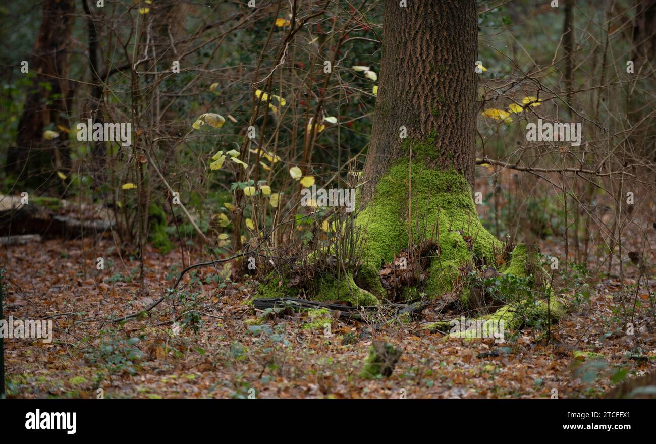 Camminando lungo un sentiero nel bosco seguendo il mio occhio su cosa catturare Foto Stock