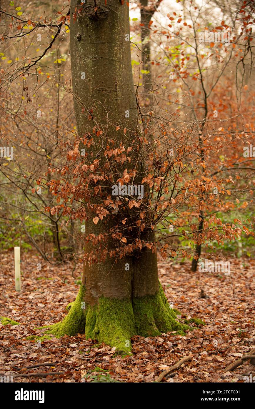 Camminando lungo un sentiero nel bosco seguendo il mio occhio su cosa catturare Foto Stock