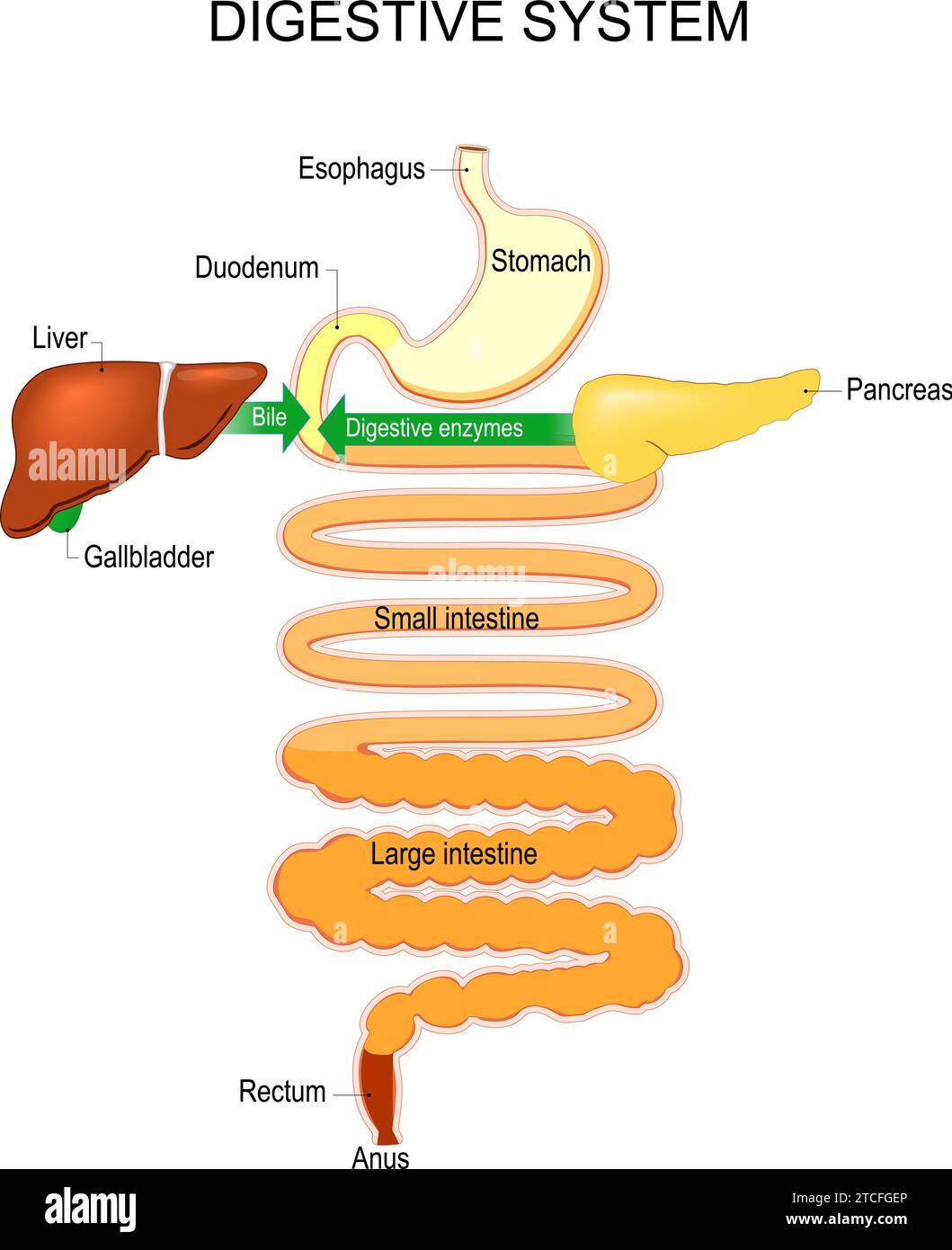 Parte di un sistema digestivo umano. Esofago, stomaco, duodeno, intestino tenue e crasso, retto. Processo di digestione dalla dissoluzione all'assorbimento AN Illustrazione Vettoriale