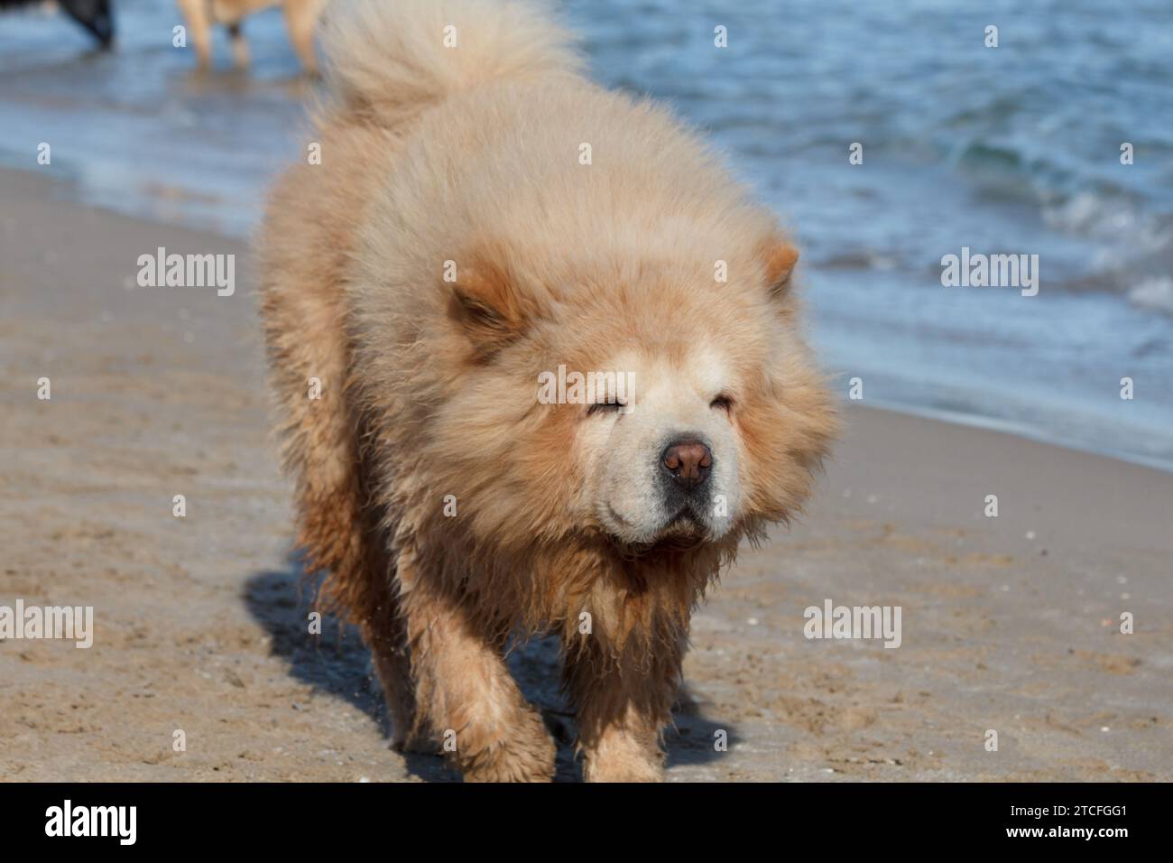 Cane della razza wet chow chow durante i suoi giochi sulla spiaggia di Arenales del Sol, Spagna Foto Stock
