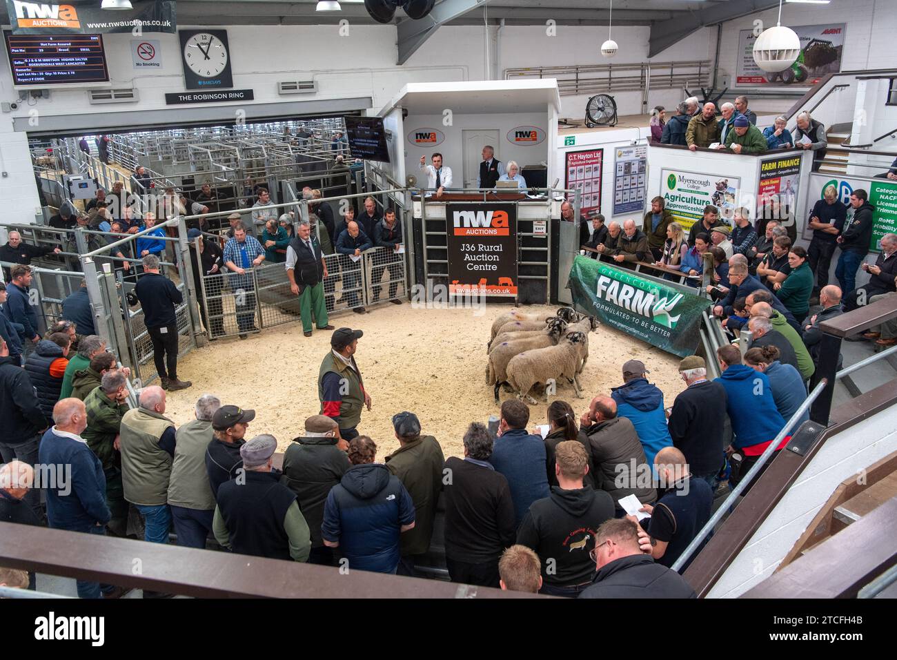 Vendita di pecore da allevamento presso il Kendal Auction mart in Cumbria, Regno Unito. Foto Stock