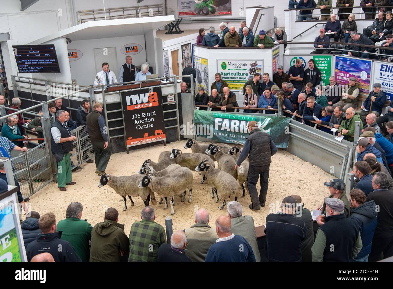 Vendita di pecore da allevamento presso il Kendal Auction mart in Cumbria, Regno Unito. Foto Stock